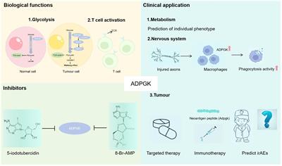 Current status and progress of research on the ADP-dependent glucokinase gene